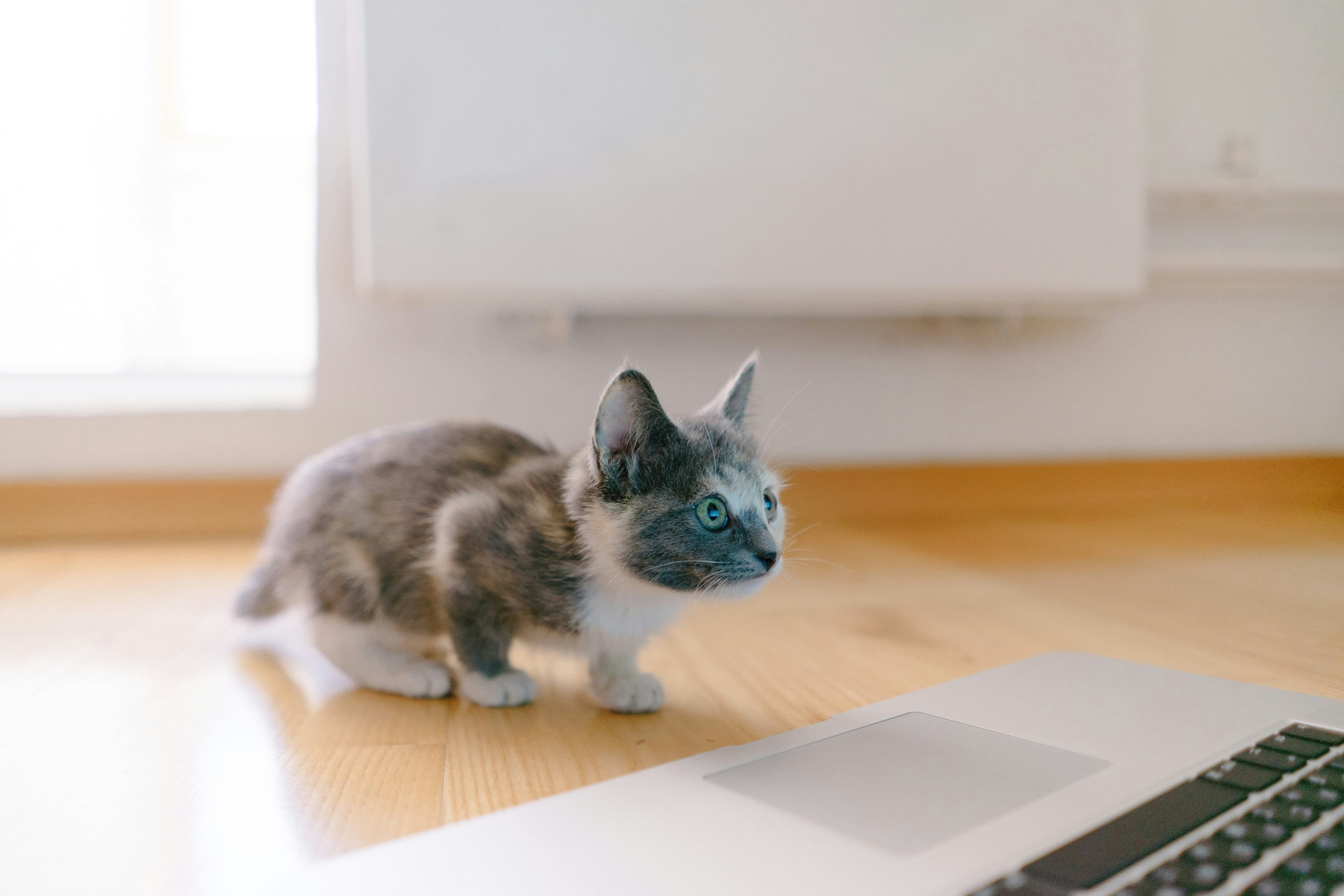 Spelende Britse Korthaar kitten