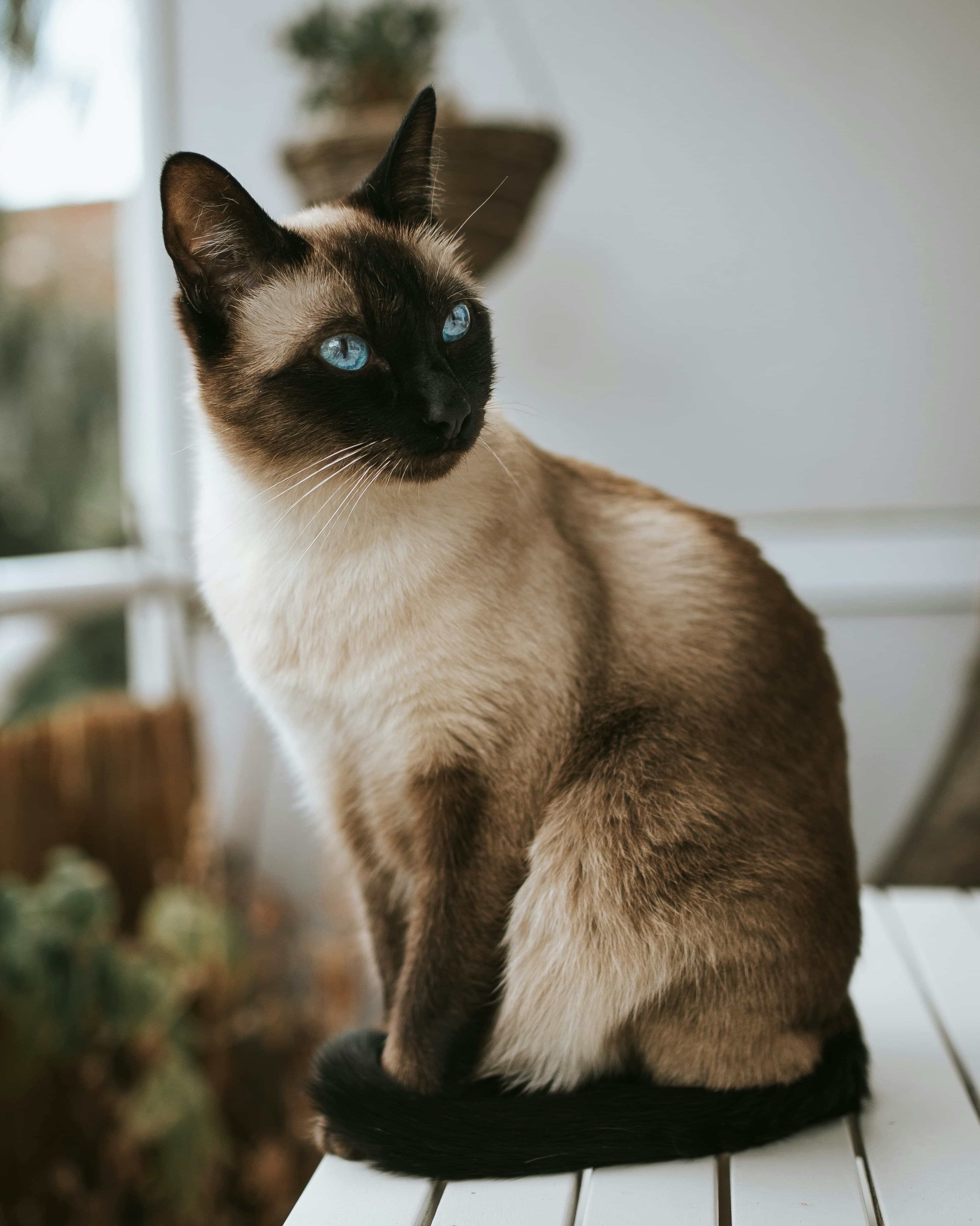 Bella