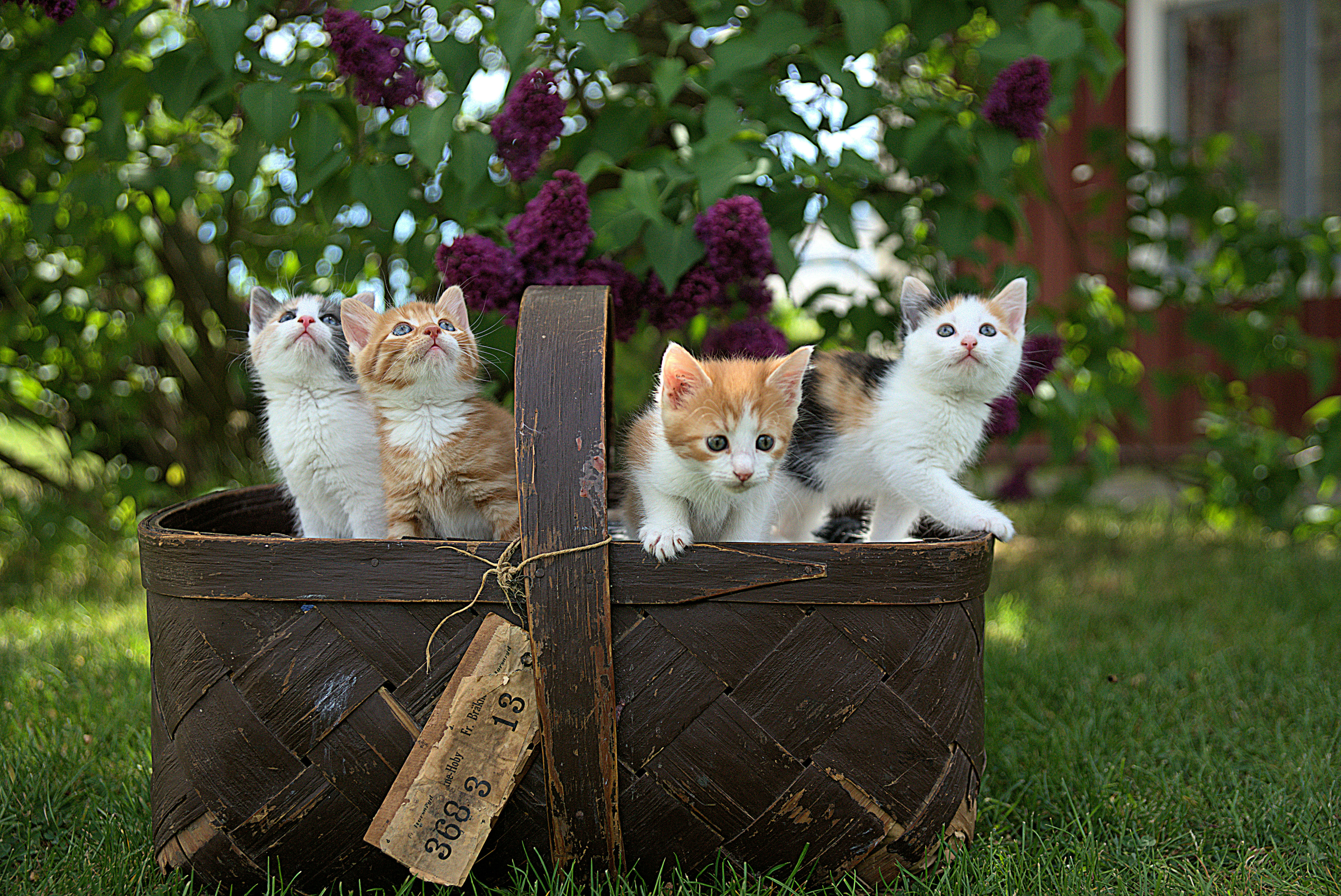 Cattery background